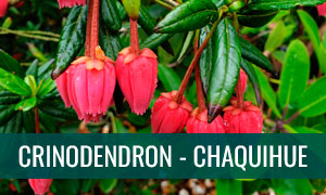 Ficha técnica bonsái Crinodendron - Chaquihue