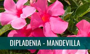 Ficha bonsái Dipladenia - Mandevilla