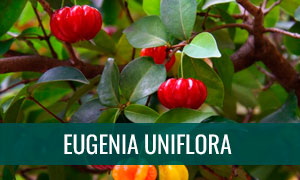 Ficha bonsai eugenia uniflora - manzana de agua