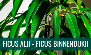 Ficha Bonsái Ficus alii - Ficus binnendijkii