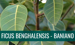 Ficha de bonsái ficus benghalensis - baniano