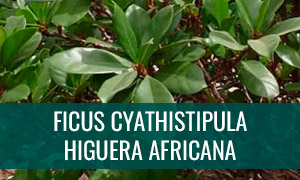 Ficha bonsái Ficus cyathistipula (Higuera africana)