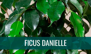 Ficha bonsái ficus danielle
