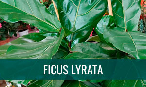 Ficha bonsái ficus lyrata