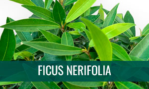 Ficus nerifolia