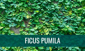 Ficha bonsái ficus pumila