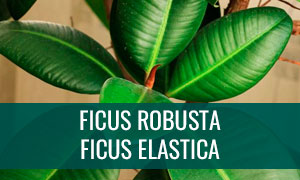 Ficha bonsái ficus robusta