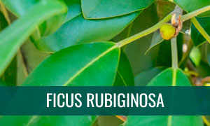Ficha bonsái ficus rubiginosa