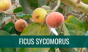 Ficha bonsái ficus sicomoro