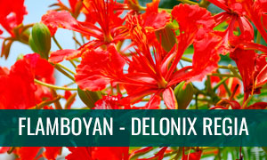 Ficha bonsai flamboyan