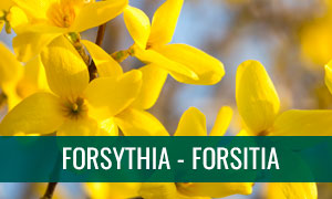 Ficha bonsái Forsitia