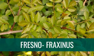 Ficha bonsai fresno - fraxinus