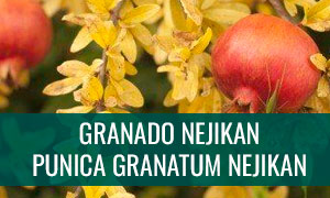Ficha bonsái Granado Nejikan (Punica granatum nejikan)