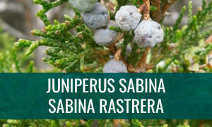 Ficha bonsái juniperus sabina - sabina rastrera
