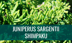 Ficha bonsái juniperus sargentii - shimpaku