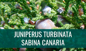 Ficha bonsái Juniperus turbinata - Sabina canaria