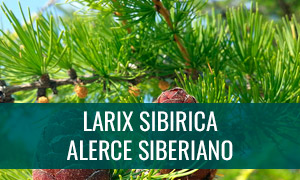 Ficha bonsai larix sibirica - alerce siberiano