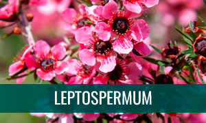 Ficha bonsái leptospermum