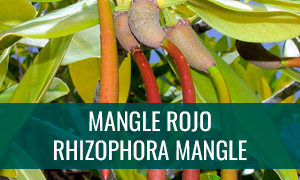 Ficha bonsái mangle rojo
