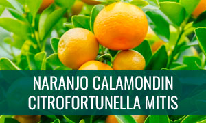 Ficha bonsái naranjo calamondin