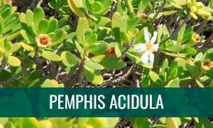 Ficha bonsái pemphis acidula