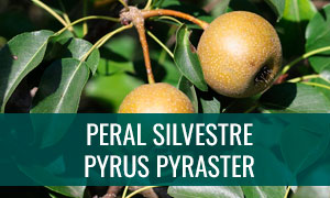 Ficha bonsái peral silvestre