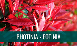 Ficha bonsai photinia