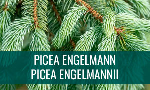 Ficha bonsai picea engelmannii