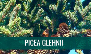 Ficha bonsai picea glehnii