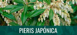 Ficha bonsái Pieris japónica - Andrómeda
