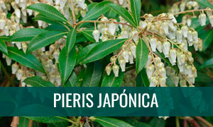 Ficha bonsái Pieris japónica - Andrómeda