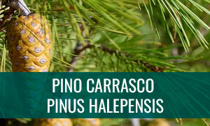 Pino carrasco