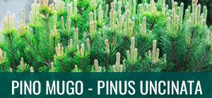 Ficha de bonsái pino mugo - pinus uncinata