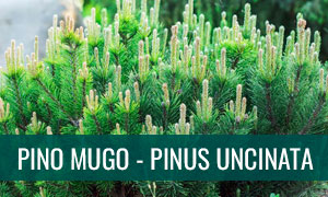 Ficha de bonsái pino mugo - pinus uncinata