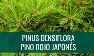 Ficha bonsái pinus densiflora - pino rojo japonés