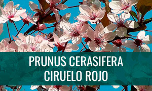 Ficha bonsái prunus cerasifera