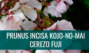 Ficha bonsai prunus incisa kojo no mai