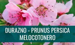 Ficha bonsái de durazno - prunus persica