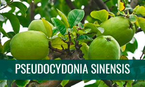 Ficha bonsai pseudocydonia sinensis