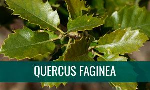 Ficha bonsai quercus faginea - quejigo