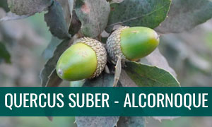 Ficha bonsai quercus suber - alcornoque