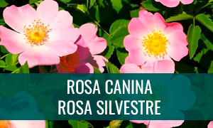 Ficha bonsái rosa canina - rosa silvestre