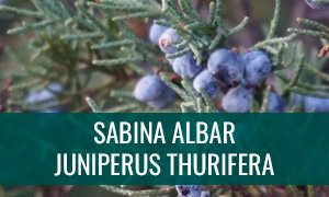 Ficha bonsái sabina albar - juniperus thurifera