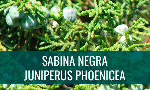 Ficha bonsái sabina negra - juniperus phoenicea