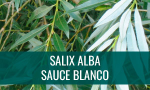 Ficha bonsái salix alba - sauce blanco