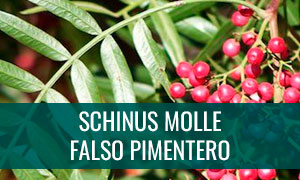 Ficha bonsái schinus molle