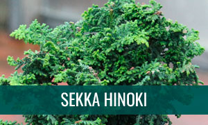Ficha bonsai sekka hinoki