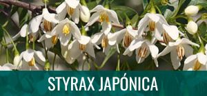 Ficha bonsai styrax japonica