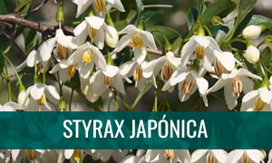 Ficha bonsai styrax japonica