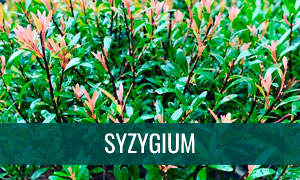 Ficha de bonsái syzygium